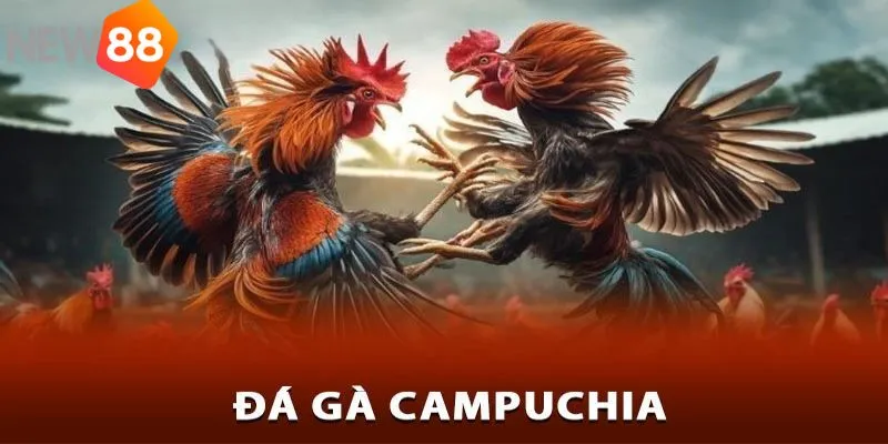 Tổng quan về sảnh đá gà Campuchia new88 